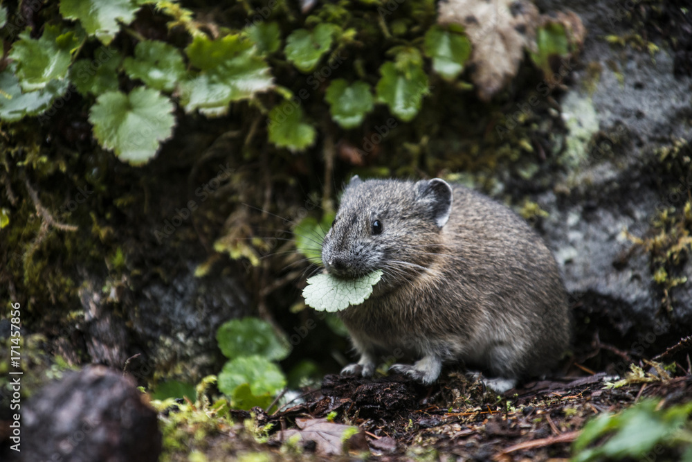 Rat eating leaf in forest Rat eating leaf in forest