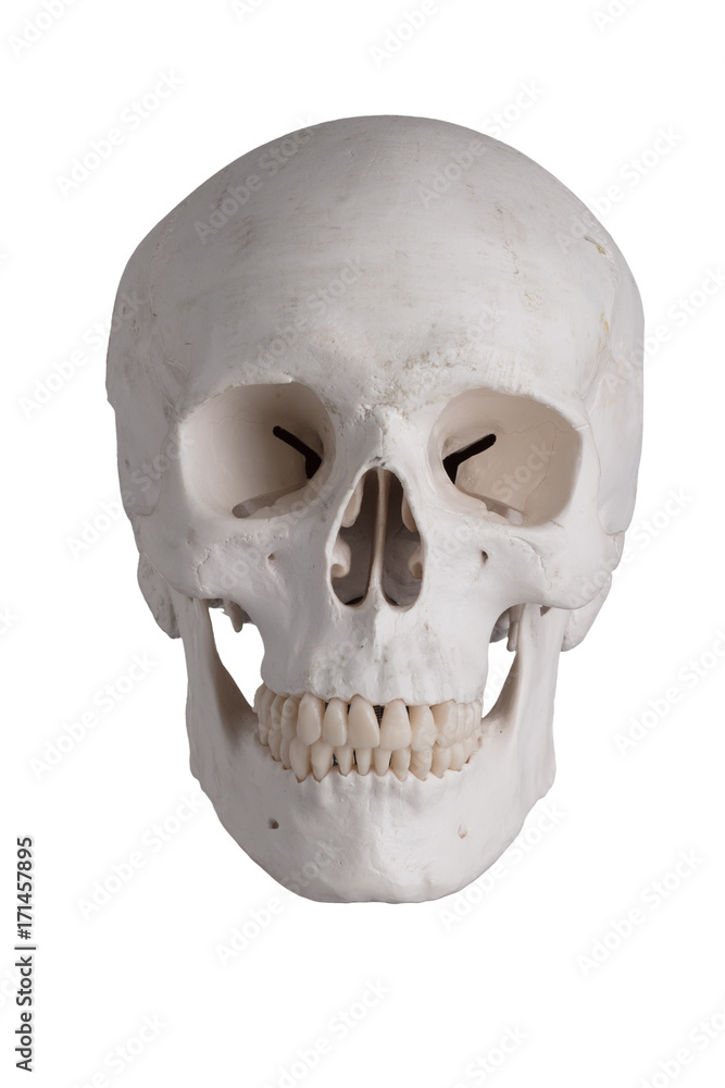 Fototapeta premium Totenkopf