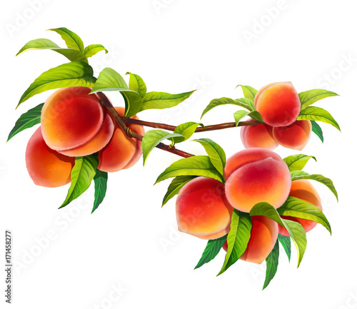 peach on a branch, isolated on white