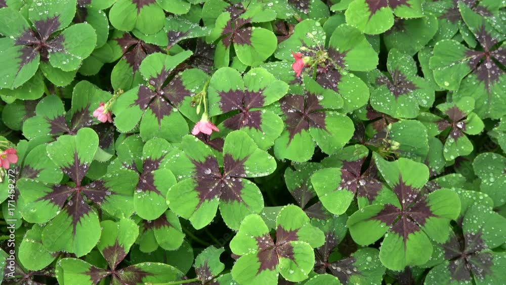 Glücksklee, Vierblättriger Sauerklee, Oxalis, Oxalis tetraphylla Glücksklee, Vierblättriger Sauerklee, Oxalis, Oxalis tetraphylla