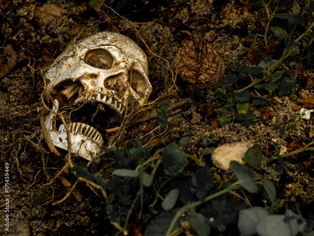 Beside of human skull buried in the soil with the roots of the tree on the side. The skull has dirt attached to the skull.concept of death and Halloween