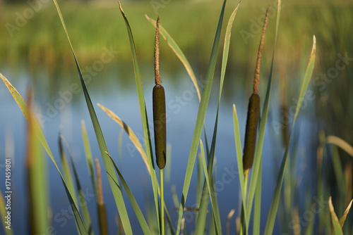 Breitblättriger Rohrkolben (Typha latifolia) 