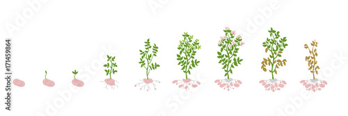 Solanum tuberosum potato Vector Illustration growing plants. Determination of the growth stages biology