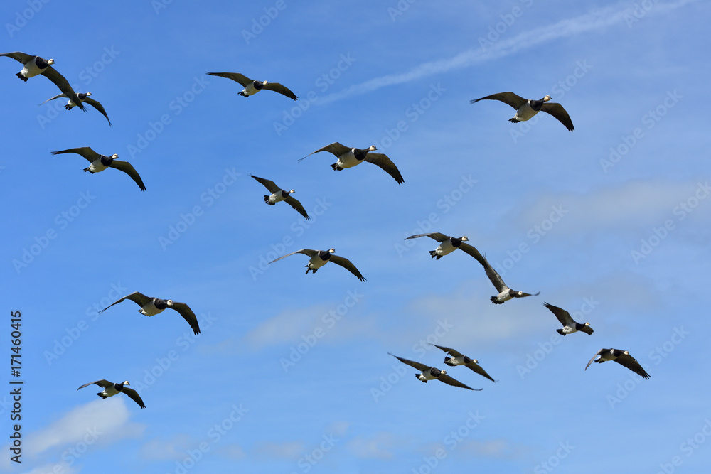 Fototapeta premium Barnacle Goose (Branta leucopsis) large flock in flight, Suomenlinna (Sveaborg) in Helsinki