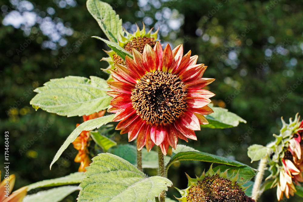 Fototapeta premium Red sunflower outdoors in the garden (Annual sunflower