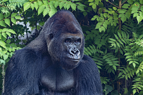 Gorilla Portrait © Richard Buchbinder
