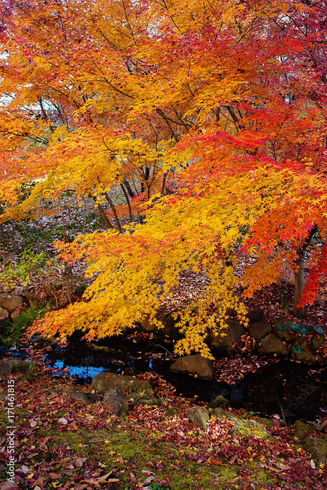 Red japanese maple leaves. Colorful Season. Japan. Red japanese maple leaves. Colorful Season. Japan.