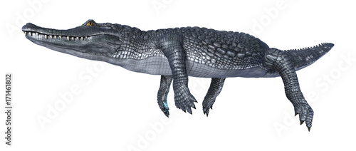 3D Rendering Alligator Caiman on White © photosvac