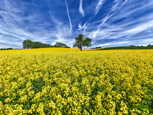 Rapsfeld bei Avenches in der Westschweiz photo