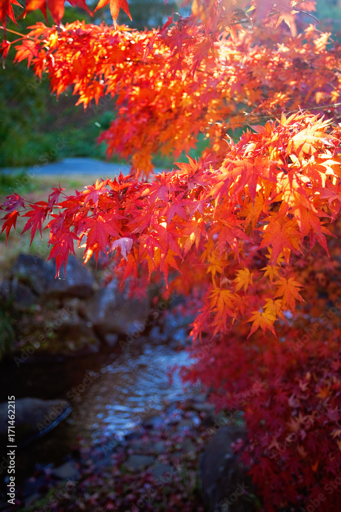 Red japanese maple leaves. Colorful Season. Japan. Red japanese maple leaves. Colorful Season. Japan.