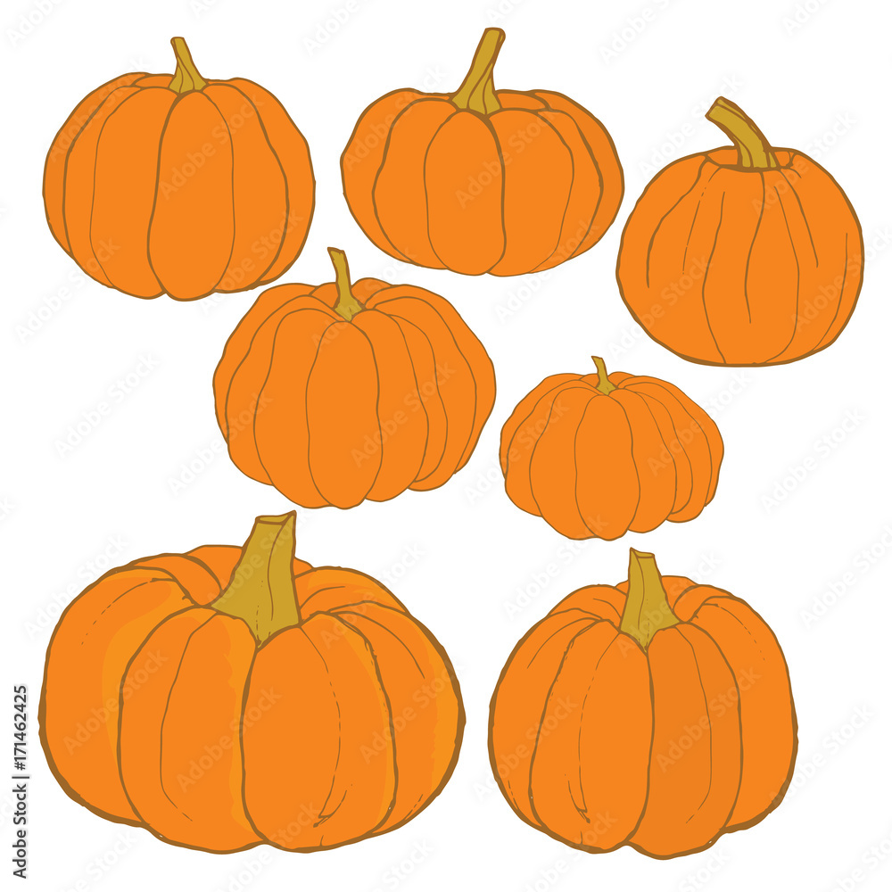 Pumpkin collection hand drawn vector illustration isolated on white background Pumpkin collection hand drawn vector illustration isolated on white background