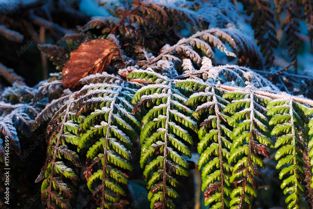 Farnwedel (Wurmfarn, Dryopteris) mit Buchenblatt Farnwedel (Wurmfarn, Dryopteris) mit Buchenblatt