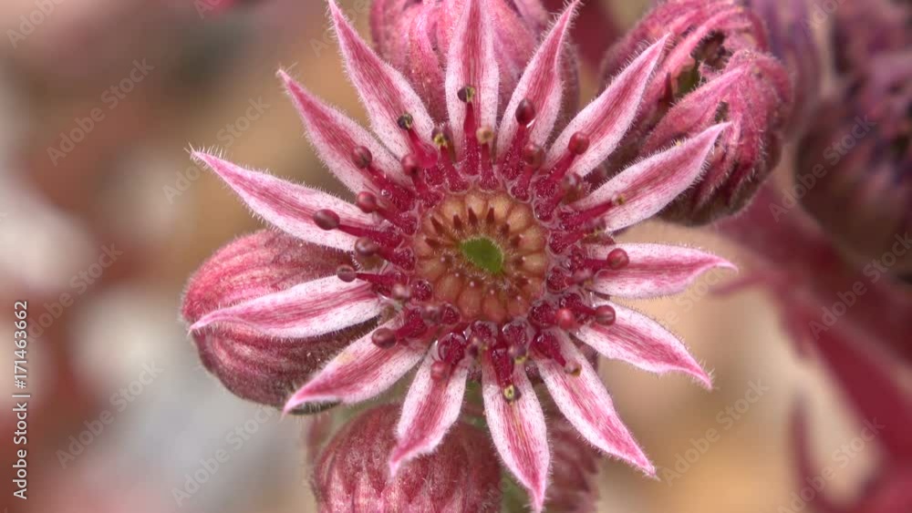 Hauswurz, Sempervivum, Blüte, Dachhauswurz, Wildpflanze, Gartenpflanze Hauswurz, Sempervivum, Blüte, Dachhauswurz, Wildpflanze, Gartenpflanze