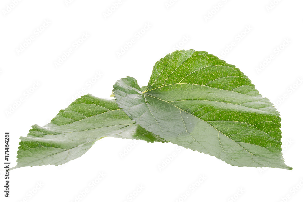 Fototapeta premium Mulberry leaf isolated on over white background