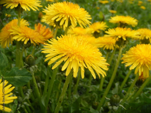 dandelion field