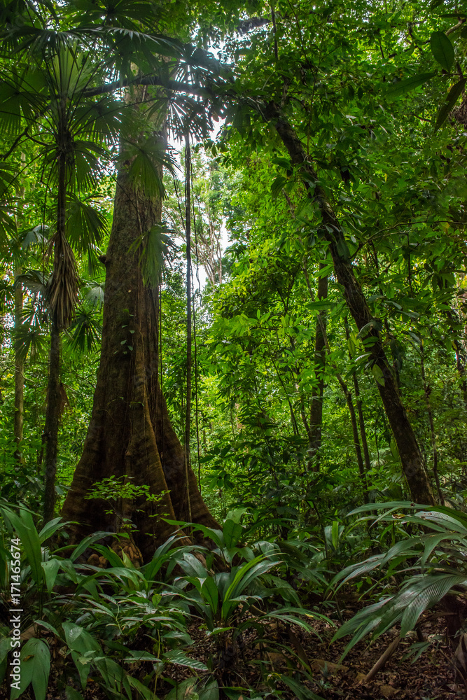 Old tree in Corcovado forest national park Old tree in Corcovado forest national park