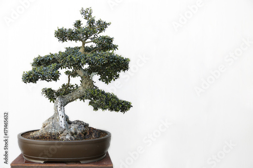 Olive (Olea europaea) bonsai on a wooden table and white background