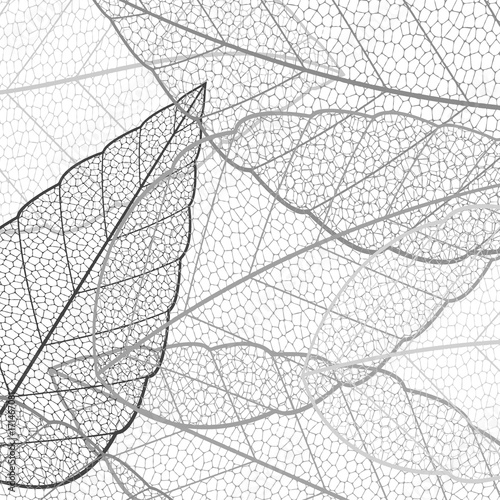 Dried leaf pattern halftone abstract background template with elegant embroided grey and black decorational lace texture over white