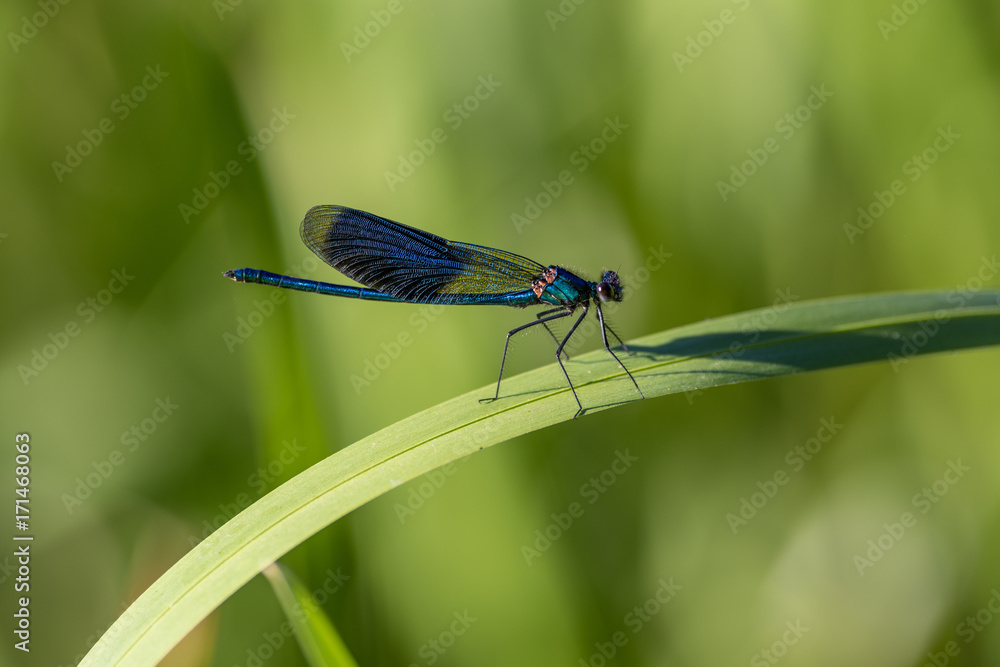 Banded Demoiselle, Calopteryx splendens Banded Demoiselle, Calopteryx splendens