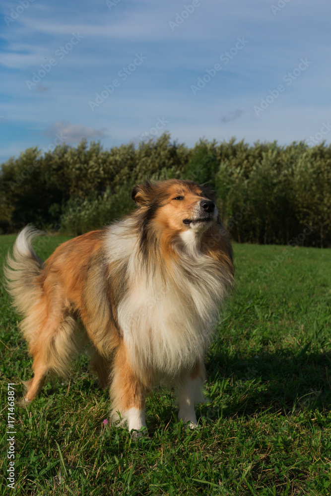Gold rough collie standing at meadow Gold rough collie standing at meadow