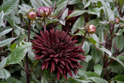 Fototapeta Naklejka Na Ścianę i Meble -  Dahlie Dahlia Hybride  Sorte Black Jack  Blüte und Knospen