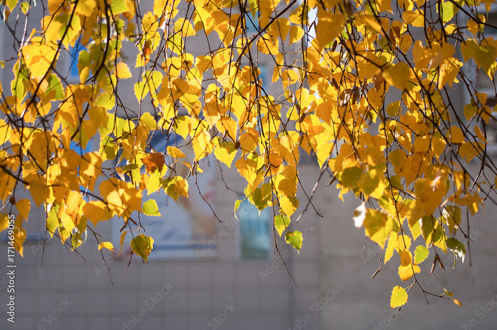Fototapeta premium Hanging from the top sunlit birch branches with bright yellow leaves on background of gray wall in sunny day.