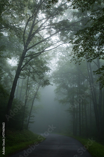 A path through the forest on a foggy morning