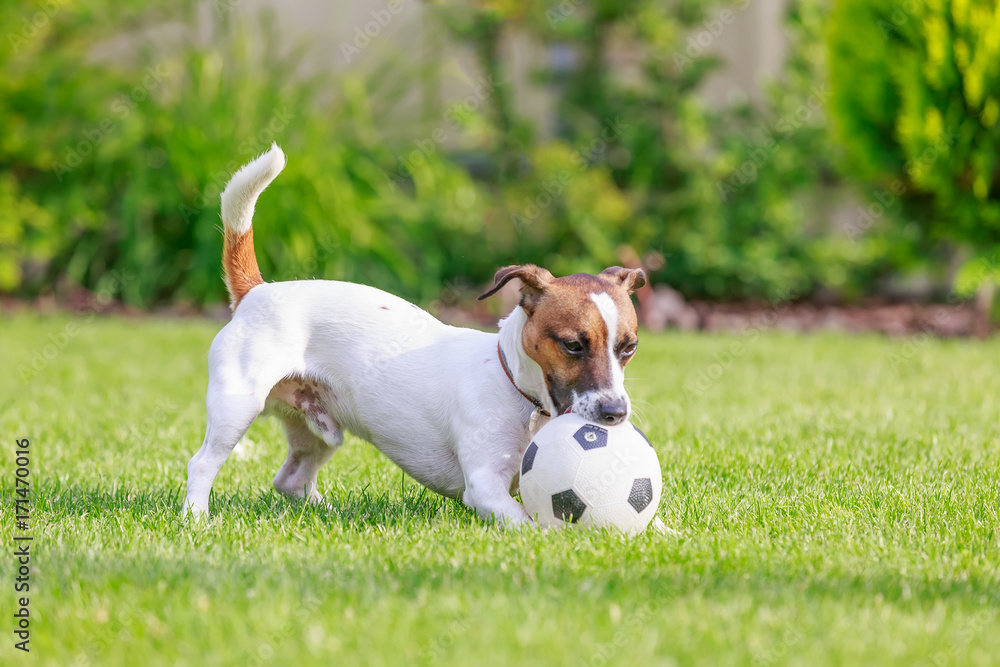 Happy dog playing outside,