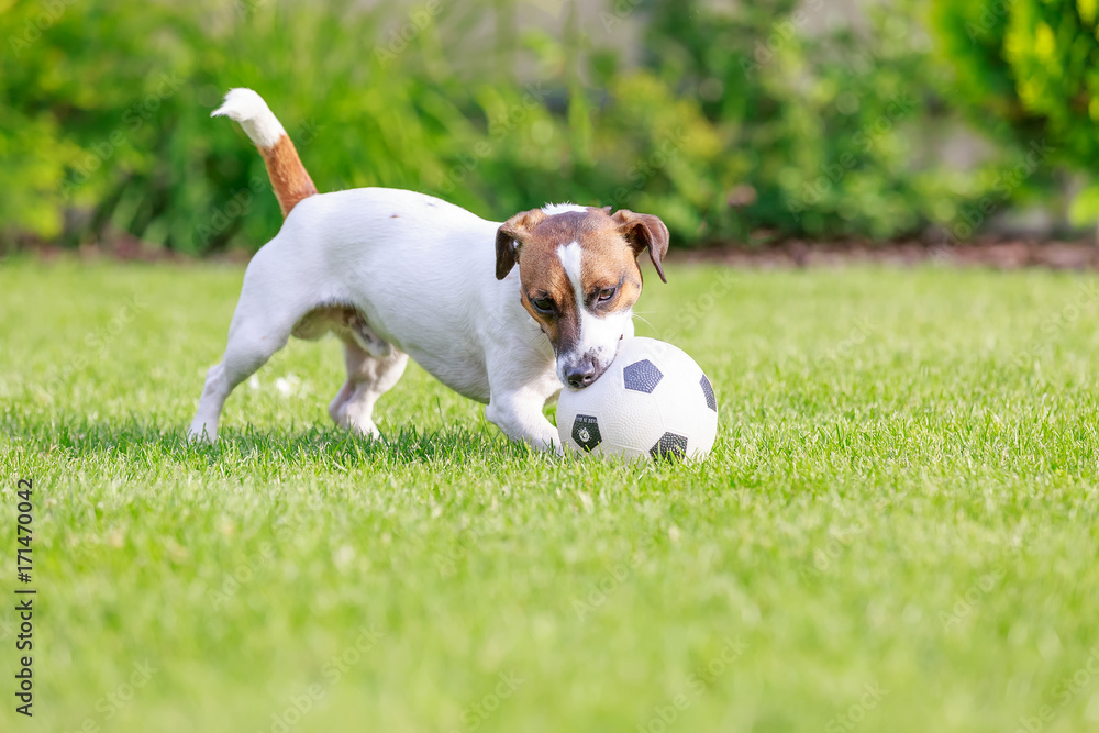 Happy dog playing outside, Happy dog playing outside,
