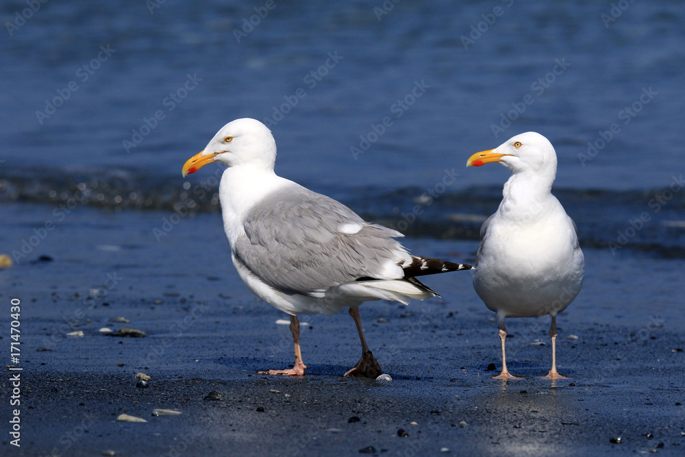 Gemeinsamer Strandspaziergang zweier Möwen Gemeinsamer Strandspaziergang zweier Möwen