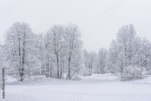 View of trees in the snow © Tali