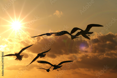 End of the holiday - gulls on the background of the sky with clouds and strong sun © Pawel Horazy