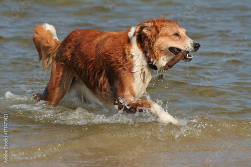 ore, wet dog running out of water (sea) with a stick in the mud