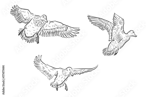 set of vector ducks