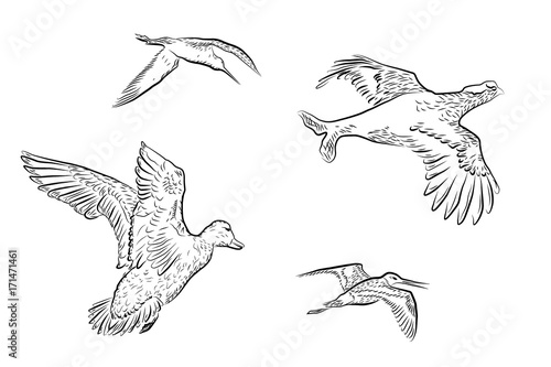 set of vector wildfowl