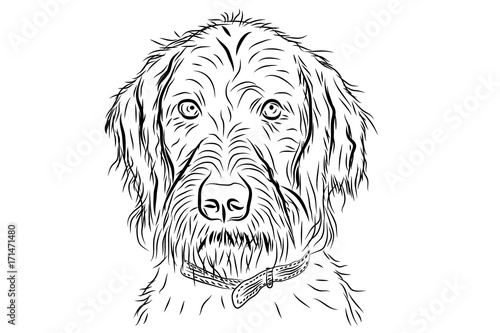 vector portrait of hunting dog