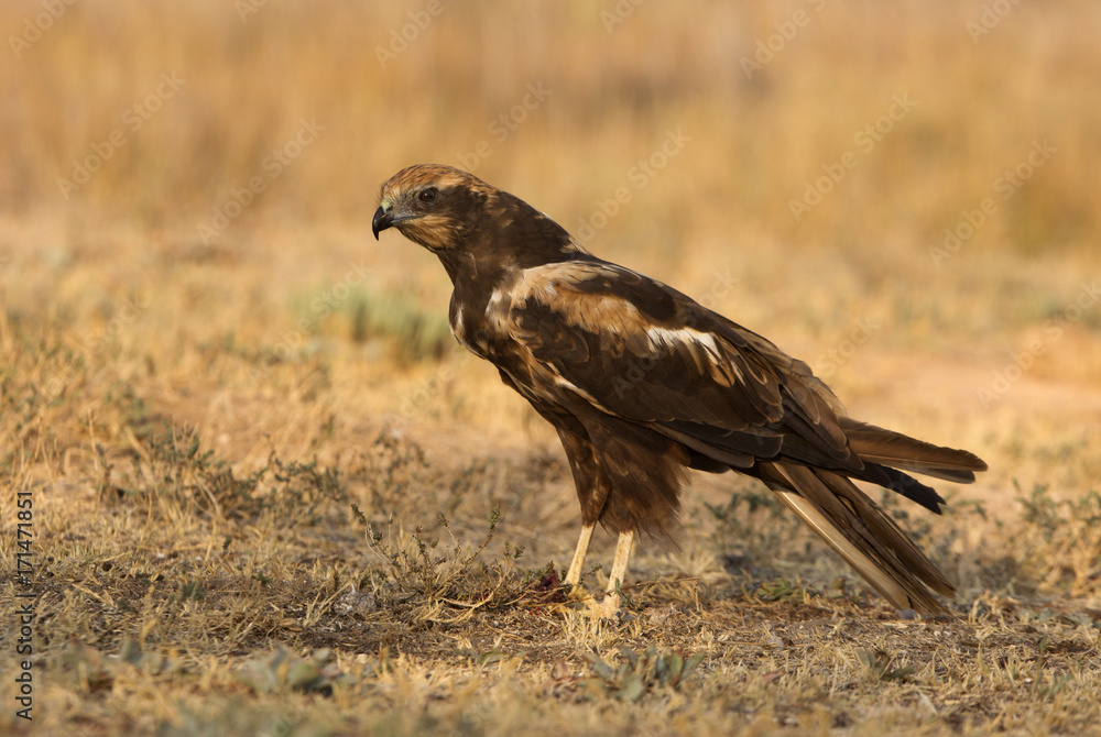 Fototapeta premium Western marsh harrier. Circus aeroginosus