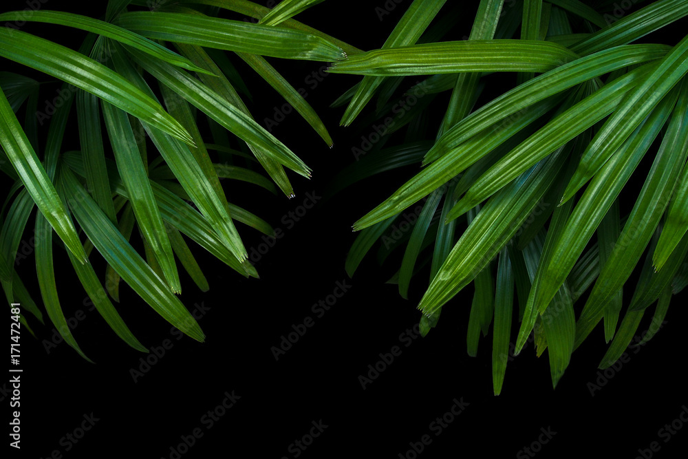 Naklejka premium Green leaves of lady palm or bamboo palm (Rhapis excelsa) the fan palm ornamental foliage plant on black background.