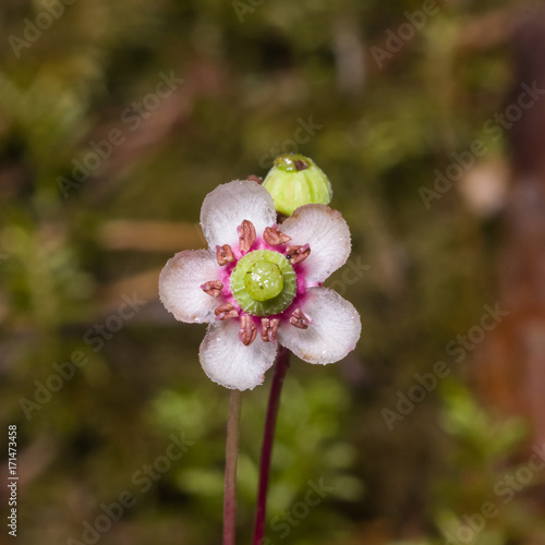 Flower of Umbellate Wintergreen, Pipsissewa, or Prince's pine, Chimaphila umbellata, close-up, selective focus, shallow DOF