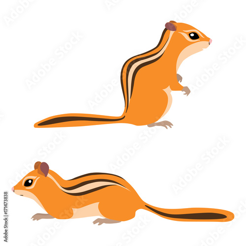 Vector illustration of standing and sitting chipmunks isolated on white background