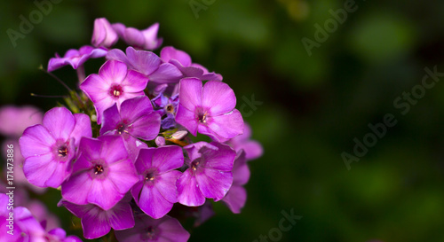 Beautiful purple flowers. garden phlox, or summer phlox © maykal