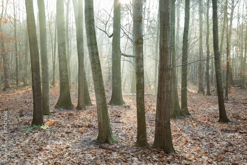Obraz poranna mgła w jesienno-zimowym lesie