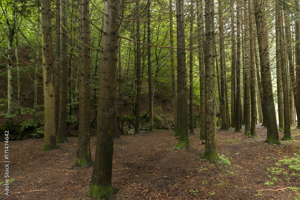 Forest in Irati jungle in Navarra, Spain