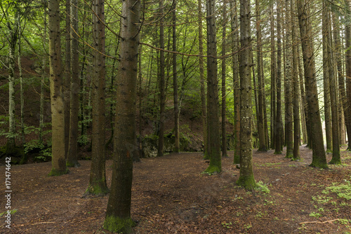 Forest in Irati jungle in Navarra, Spain
