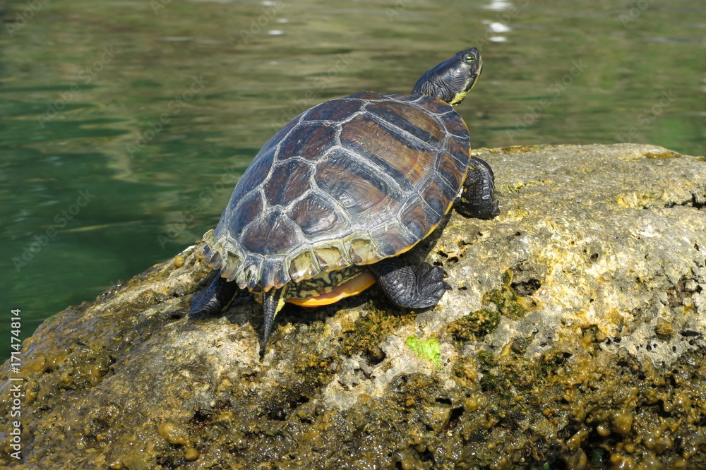 Tartaruga acquatica Tartaruga acquatica