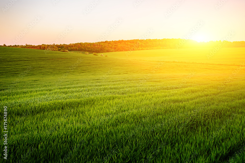 Morning landscape with green field, traces of tractor in sun rays