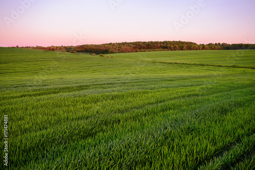 A green field  and a small forest under a blue sky