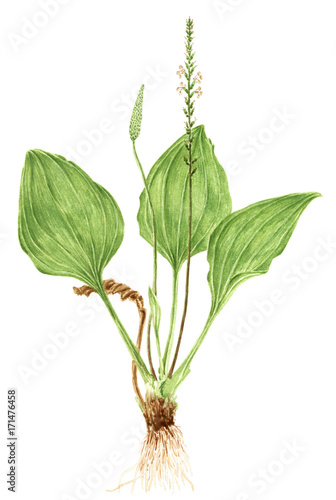 Drawing of a Broadleaf plantain (Plantago major) plant photo