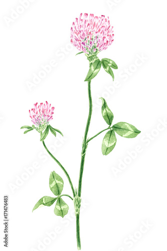 Drawing of a Red clover (Trifolium pratense) twig