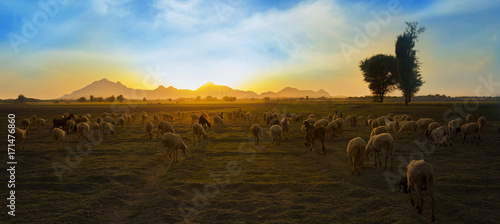 Photo Rural Herding